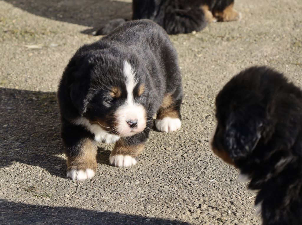 De la colline de rilhat - Chiot disponible  - Bouvier Bernois