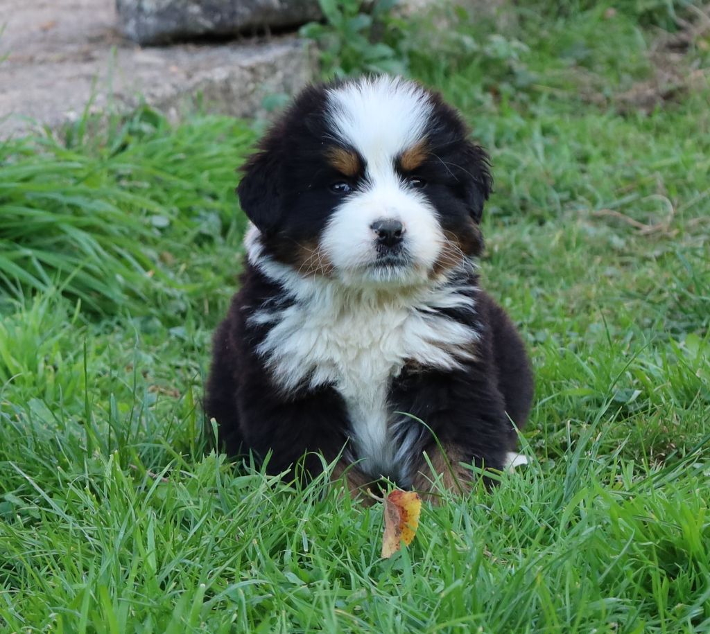 De la colline de rilhat - Chiots disponibles - Bouvier Bernois