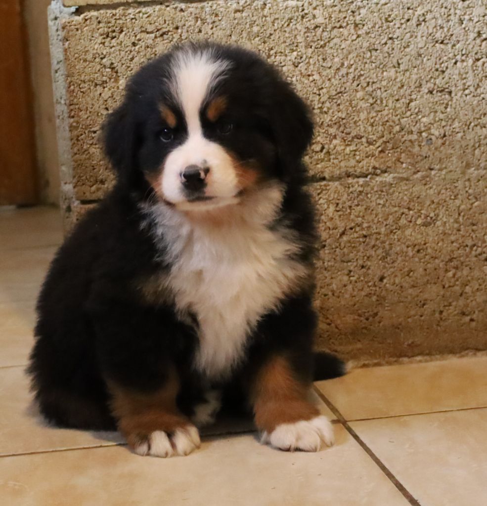 De la colline de rilhat - Chiots disponibles - Bouvier Bernois