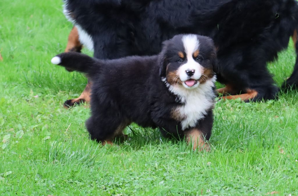 De la colline de rilhat - Chiots disponibles - Bouvier Bernois