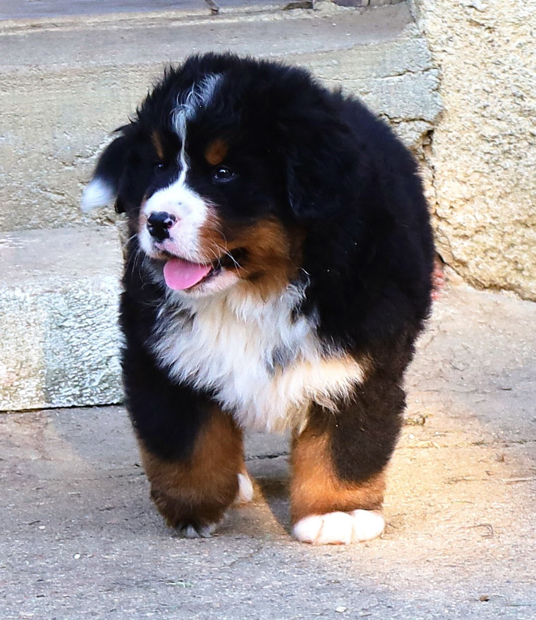 De la colline de rilhat - Chiots disponibles - Bouvier Bernois