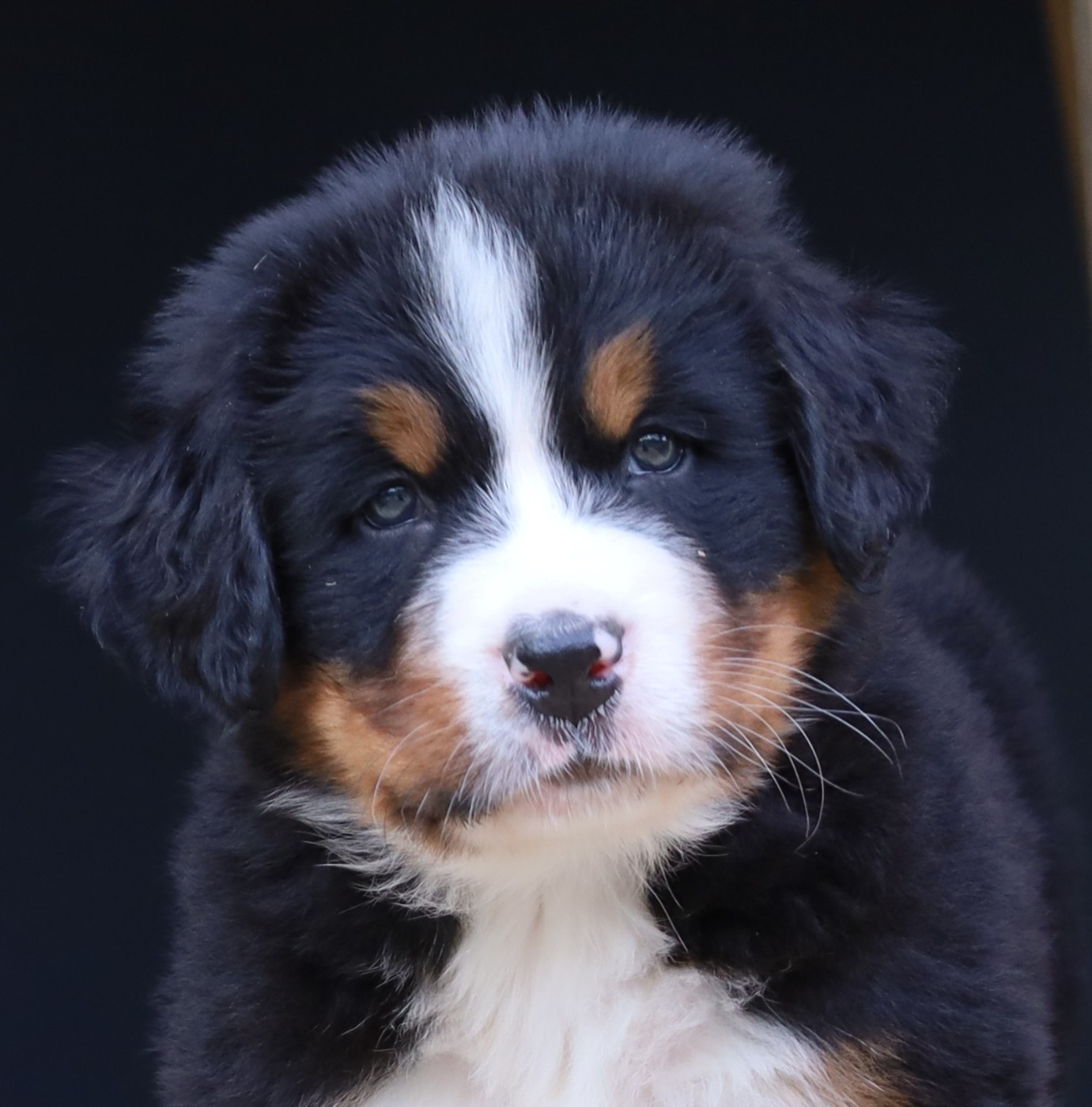 De la colline de rilhat - Chiots disponibles - Bouvier Bernois