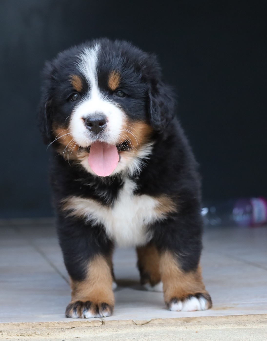 De la colline de rilhat - Chiots disponibles - Bouvier Bernois