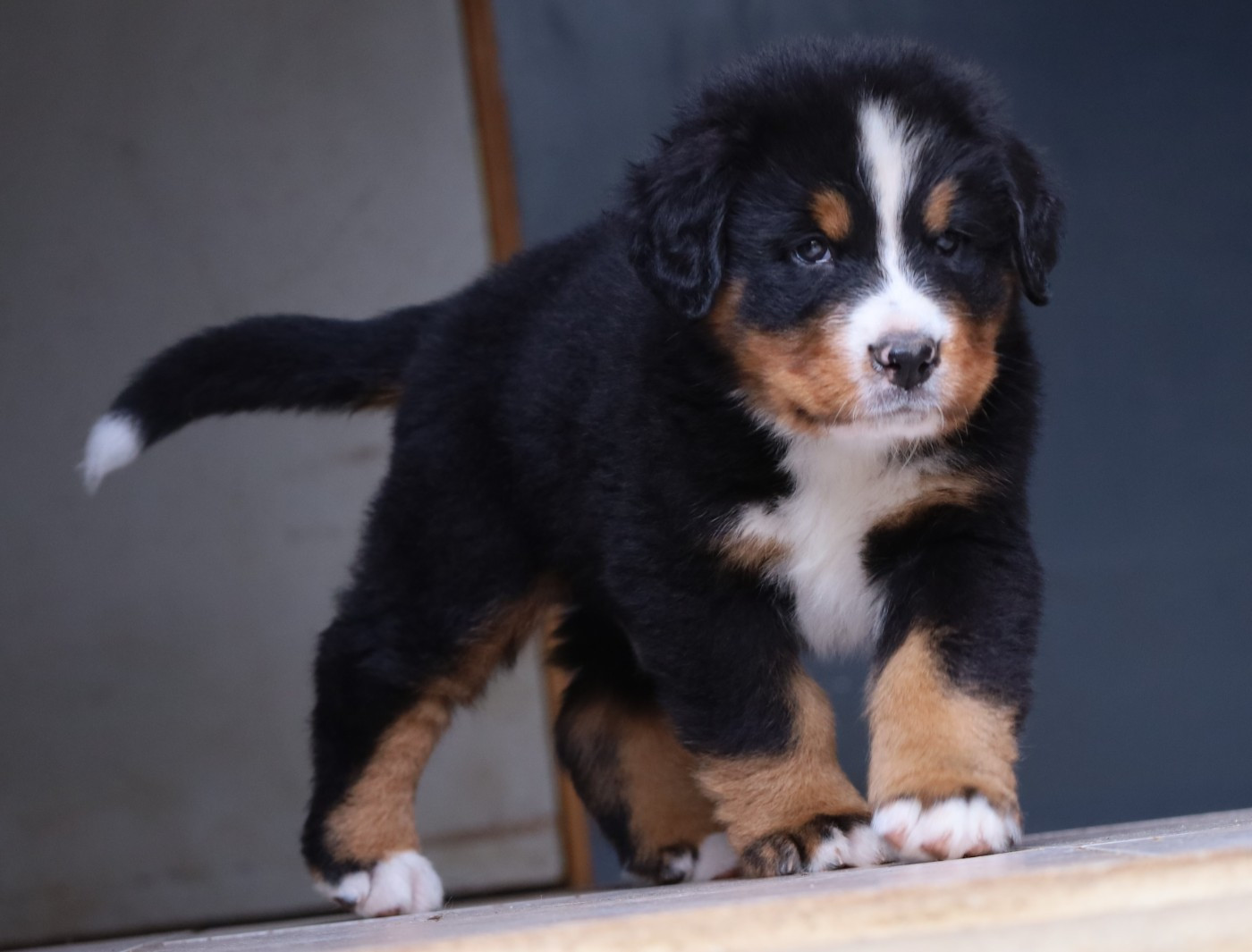 De la colline de rilhat - Chiots disponibles - Bouvier Bernois