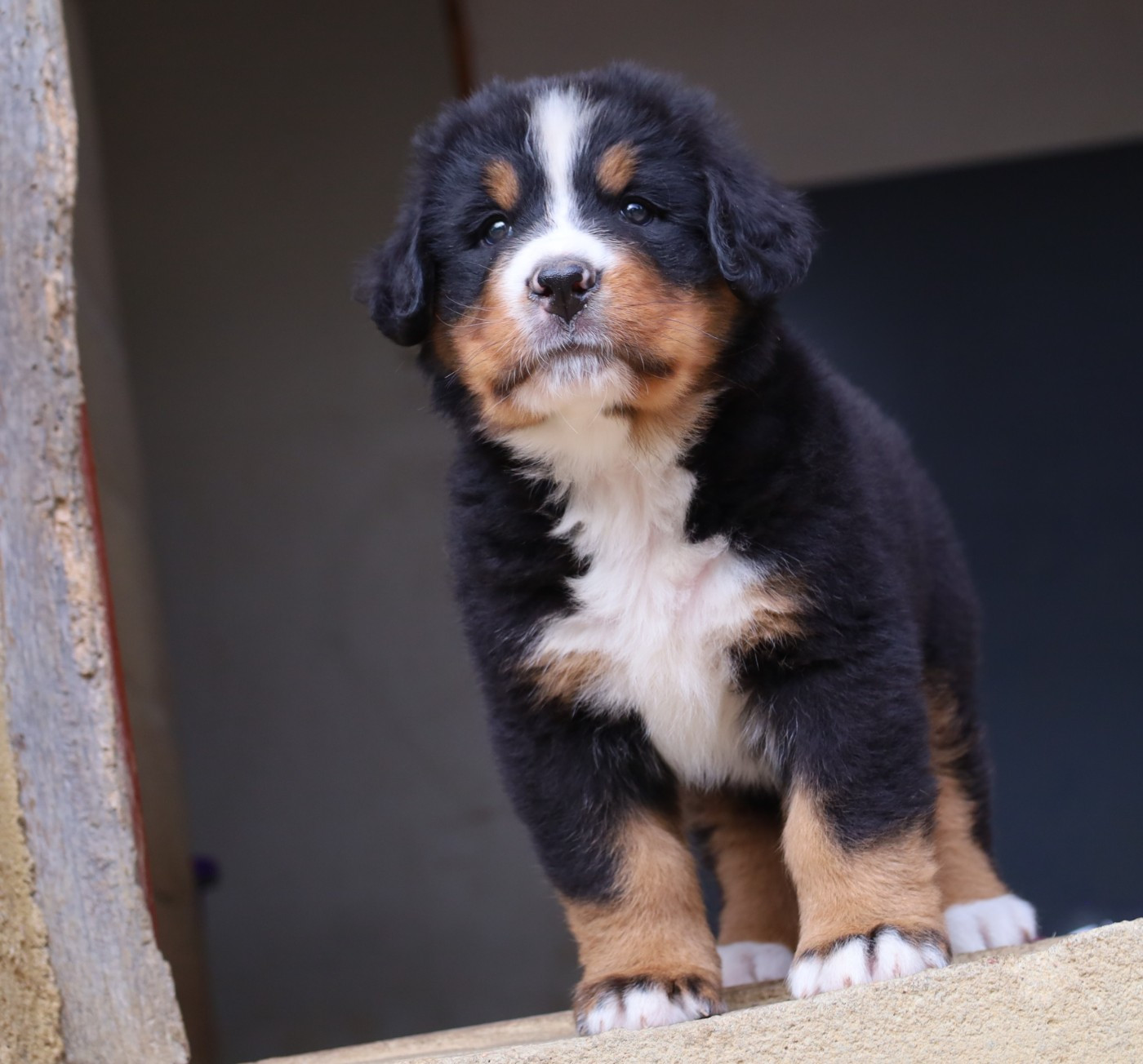 De la colline de rilhat - Chiots disponibles - Bouvier Bernois