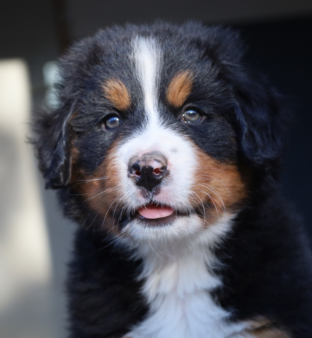 De la colline de rilhat - Chiots disponibles - Bouvier Bernois