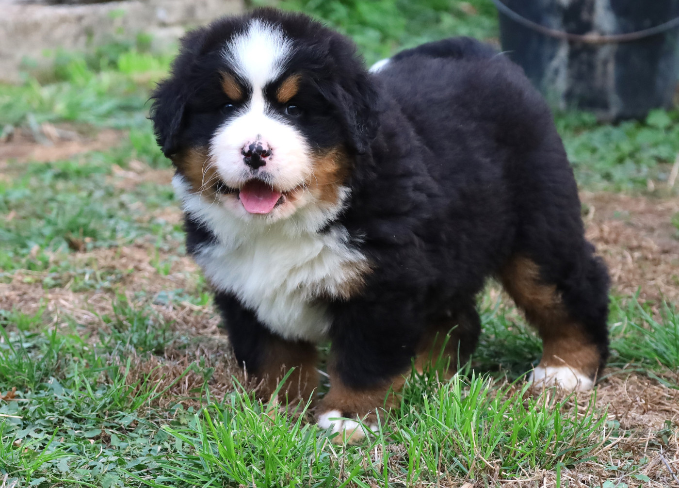 De la colline de rilhat - Chiots disponibles - Bouvier Bernois
