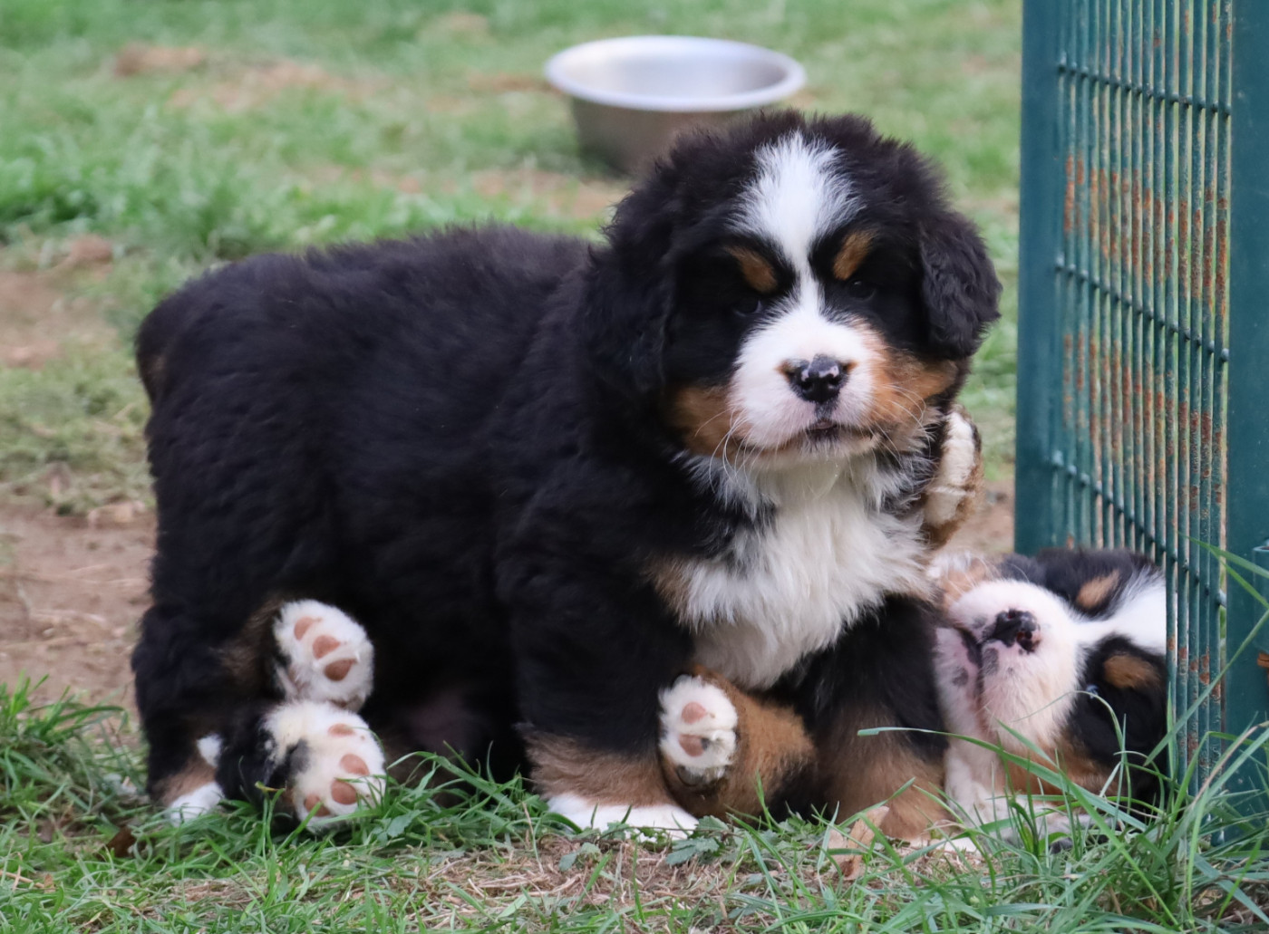 De la colline de rilhat - Chiots disponibles - Bouvier Bernois