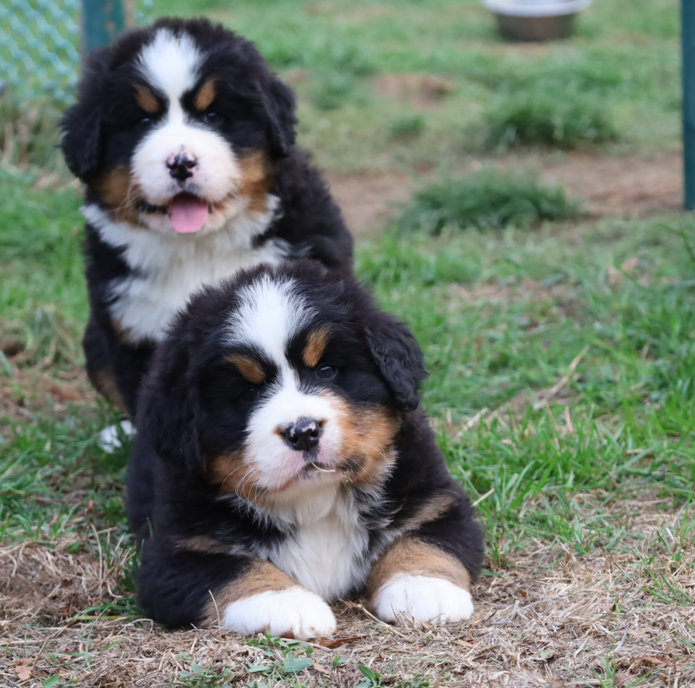 Chiot Bouvier Bernois De la colline de rilhat