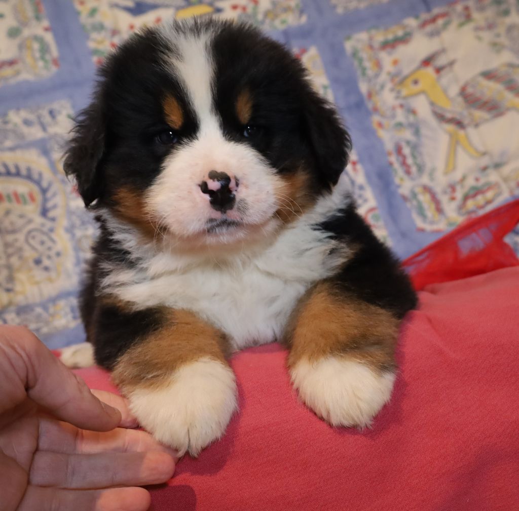 De la colline de rilhat - Chiots disponibles - Bouvier Bernois