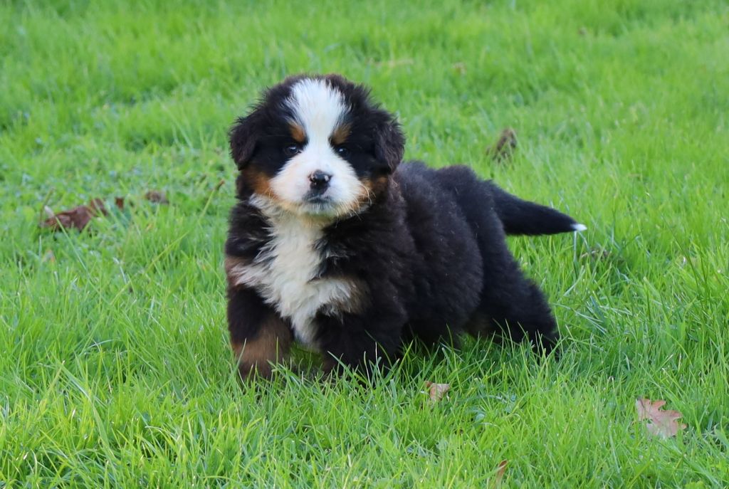 De la colline de rilhat - Chiots disponibles - Bouvier Bernois