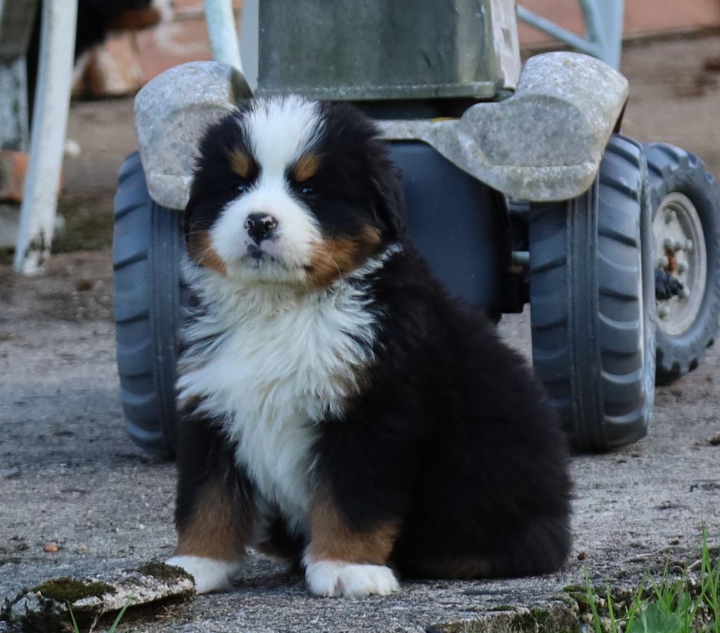 De la colline de rilhat - Chiots disponibles - Bouvier Bernois