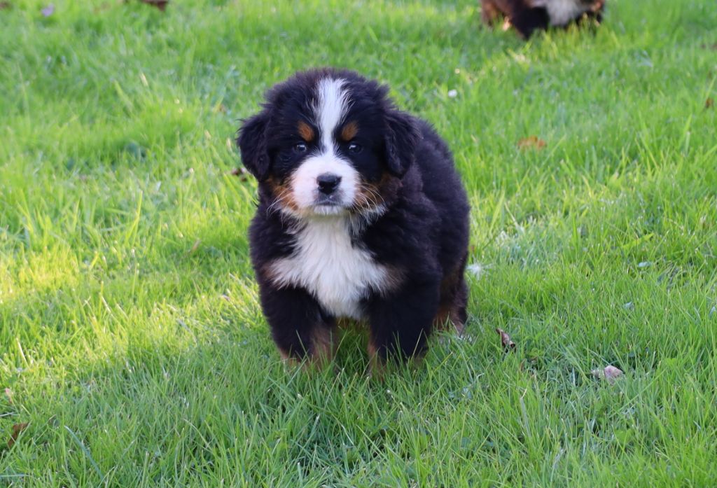 De la colline de rilhat - Chiots disponibles - Bouvier Bernois