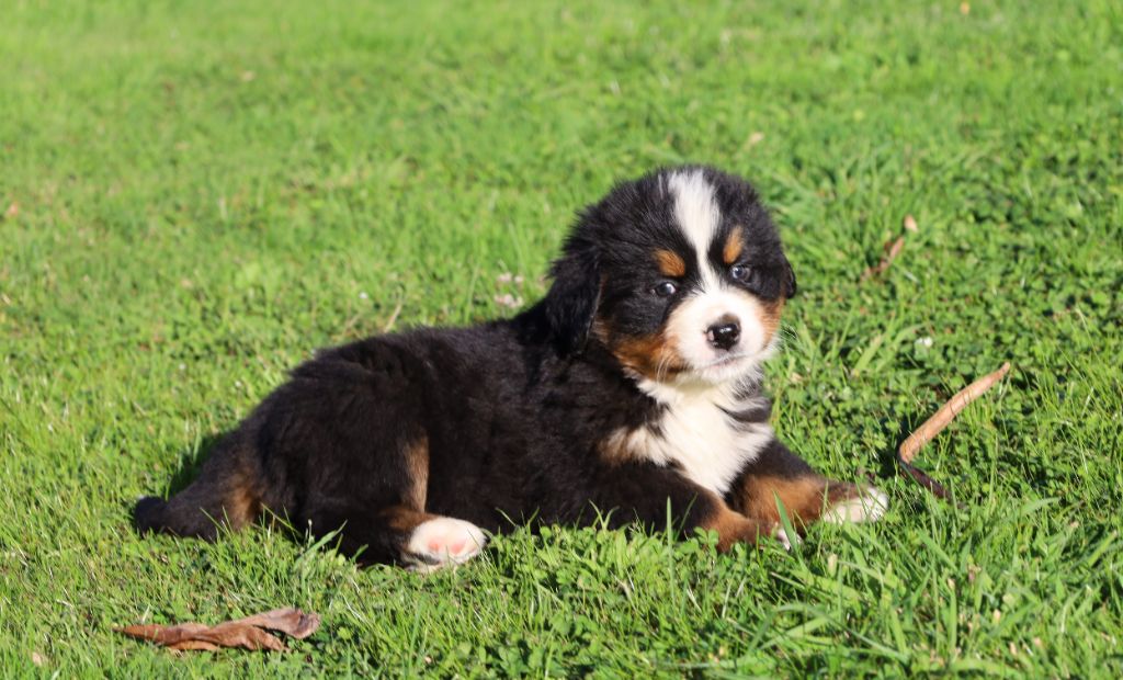 De la colline de rilhat - Chiots disponibles - Bouvier Bernois