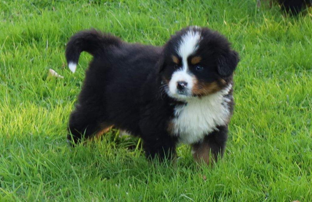 De la colline de rilhat - Chiots disponibles - Bouvier Bernois