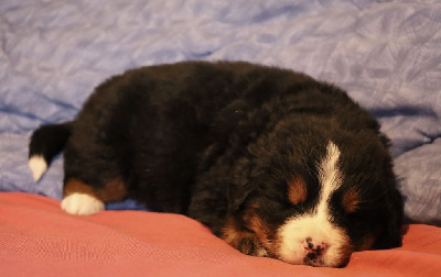 CHIOT