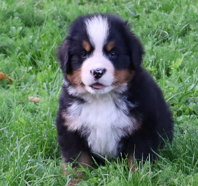 CHIOT 7