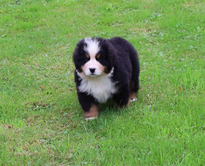 CHIOT 4