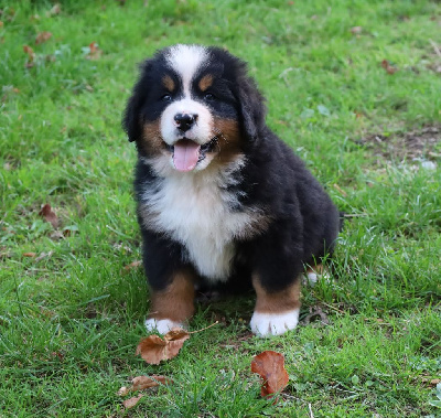CHIOT 6