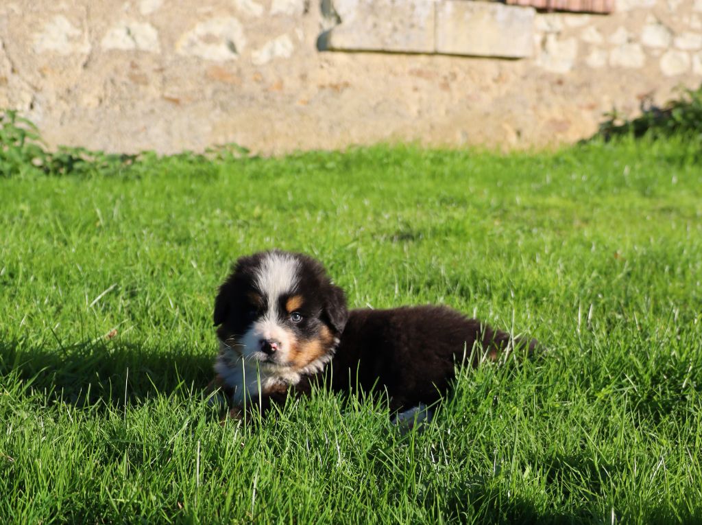 De la colline de rilhat - Chiots disponibles - Bouvier Bernois