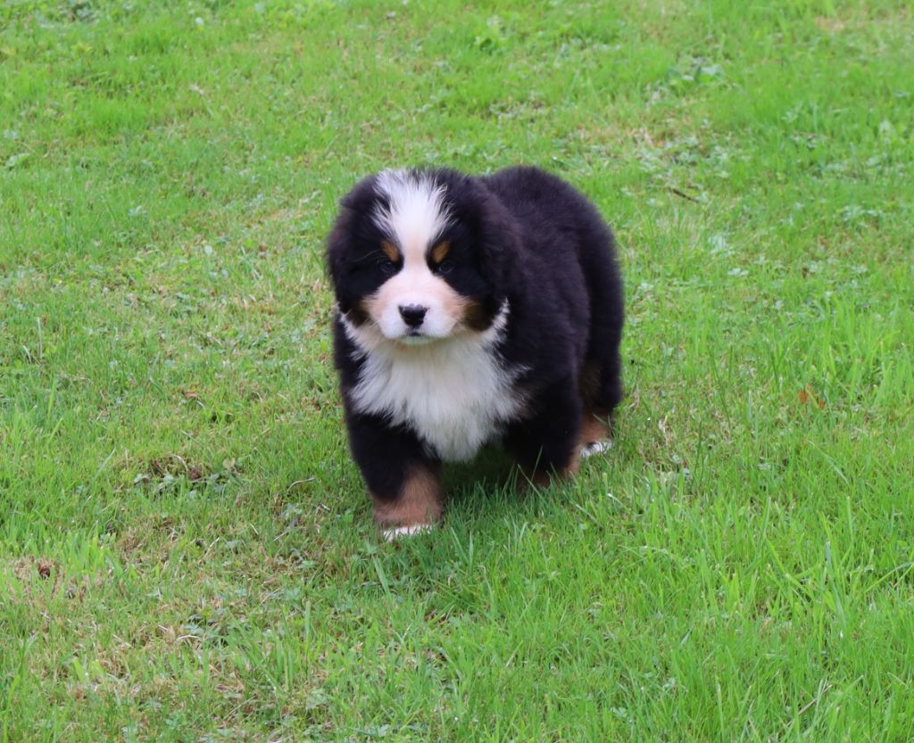 De la colline de rilhat - Chiots disponibles - Bouvier Bernois