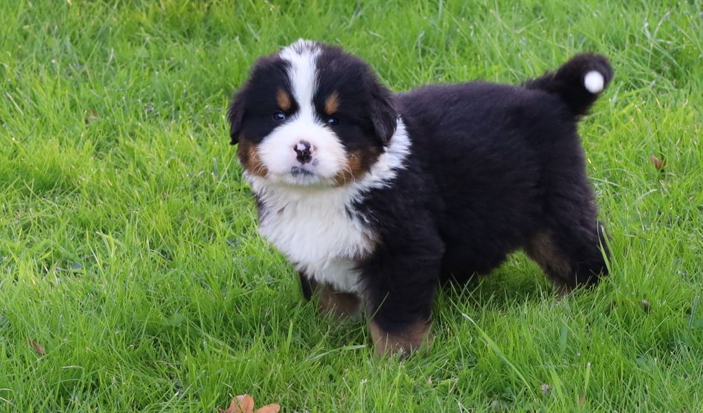 De la colline de rilhat - Chiots disponibles - Bouvier Bernois