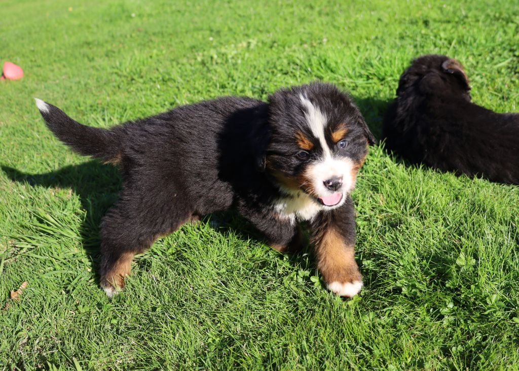 De la colline de rilhat - Chiots disponibles - Bouvier Bernois