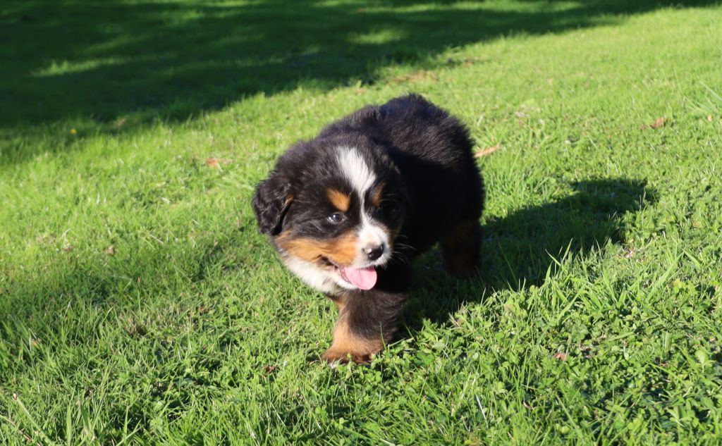 De la colline de rilhat - Chiots disponibles - Bouvier Bernois