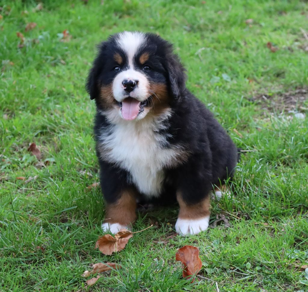 De la colline de rilhat - Chiots disponibles - Bouvier Bernois