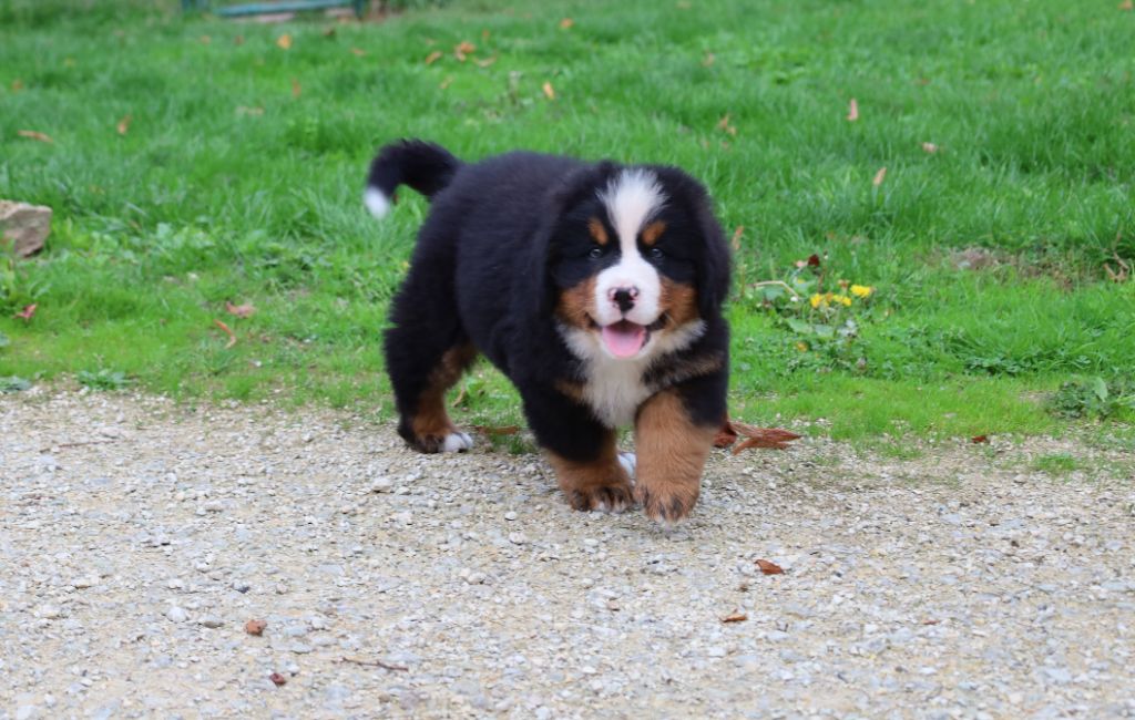 De la colline de rilhat - Chiots disponibles - Bouvier Bernois